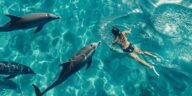 Baignade avec les dauphins : Destinations où vivre cette expérience unique